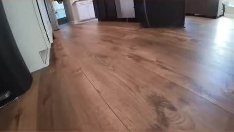 Playing Chase w My Cat