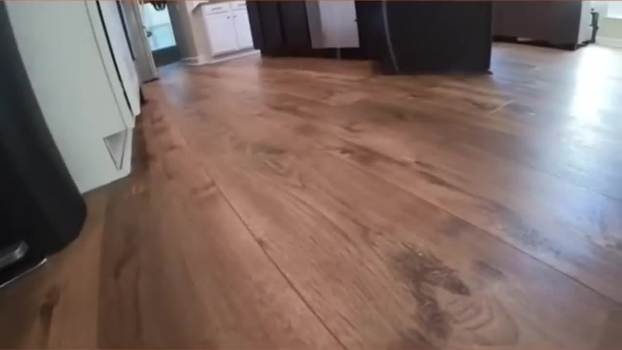 Playing Chase w My Cat