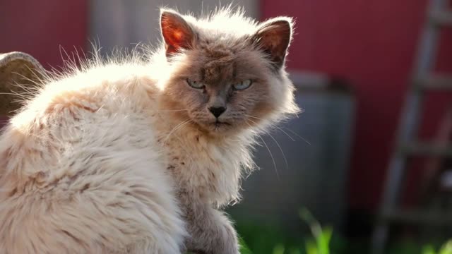 The portrait of Siamese Cat with blue eyes