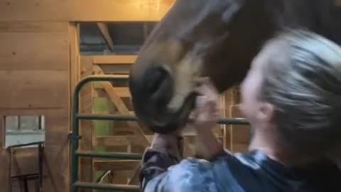 Horse SOO Cute! Cute And funny horse Videos Compilation cute moment