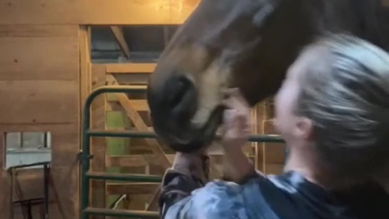 Horse SOO Cute! Cute And funny horse Videos Compilation cute moment