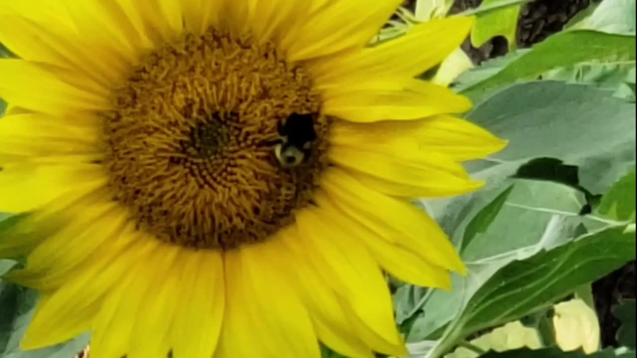 Flowers And Bees For You From Petunia