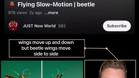 BEETLES DON’T ACTUALLY FLY