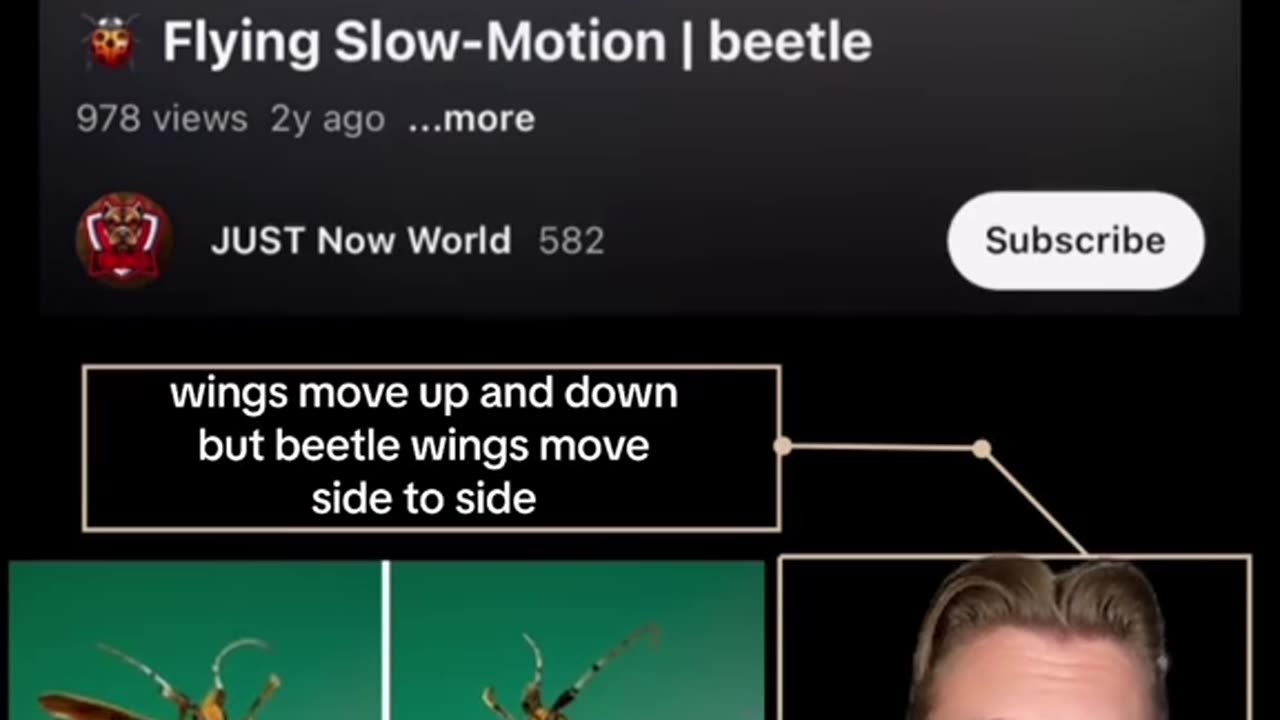 BEETLES DON’T ACTUALLY FLY