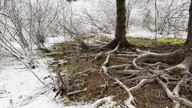 Exposed roots on black spruce trees