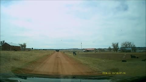 Hungry Calf Detour - Momma Cow's Duty Knows No Boundaries