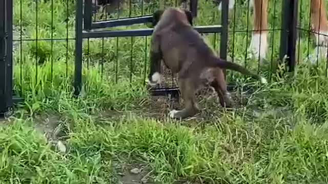 Boxer Helps Puppy Escape