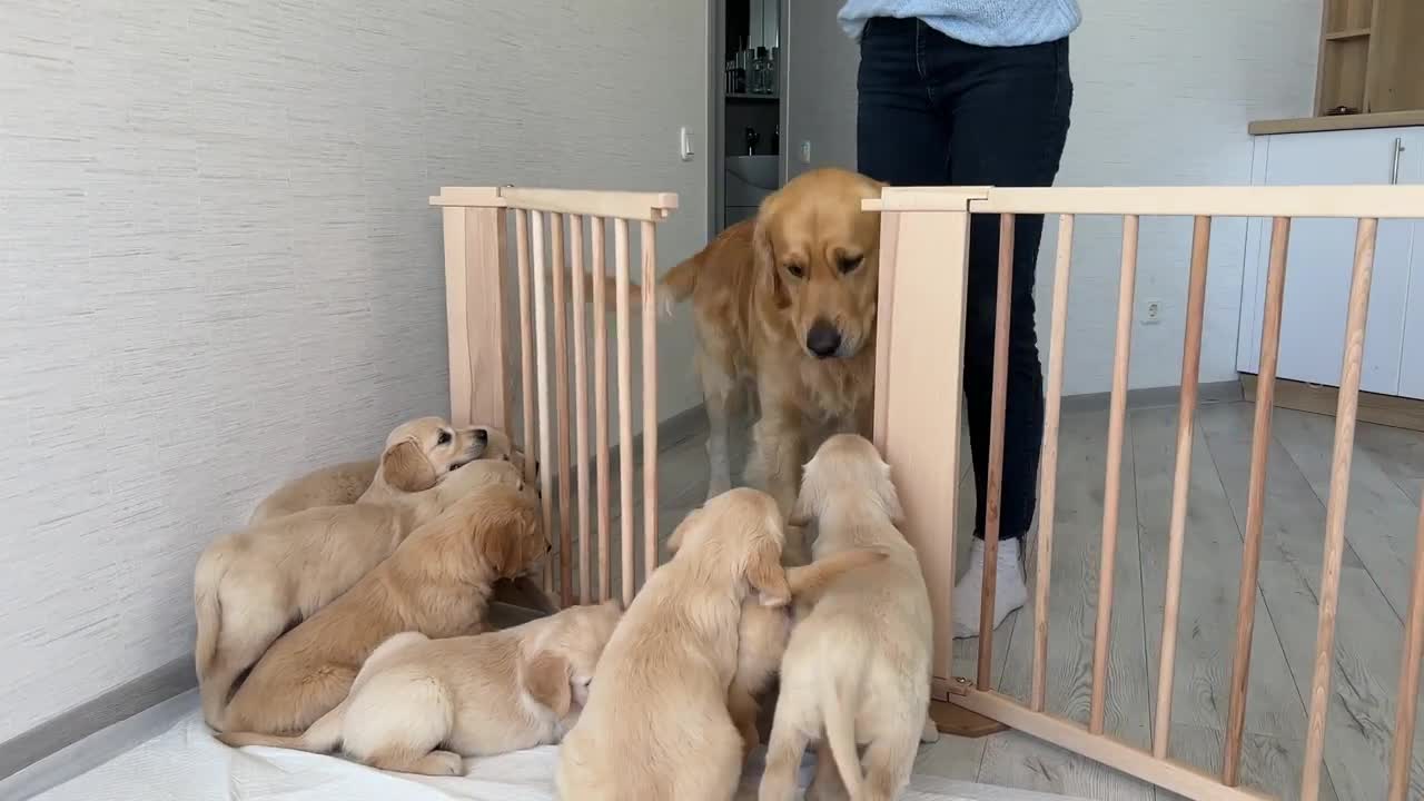 Golden Retriever Dad Meets His 11 Puppies