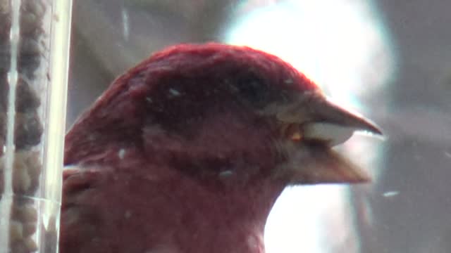 Purple Finch