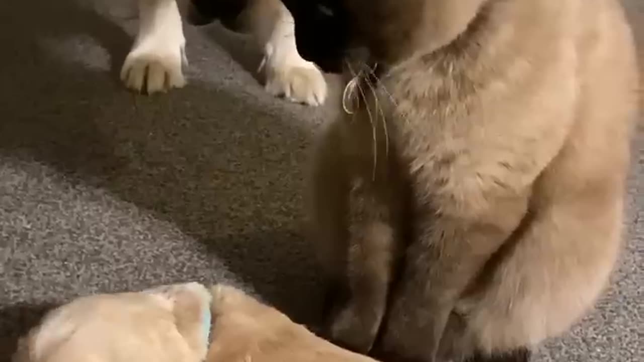 Dangerous cat loving a dog bady