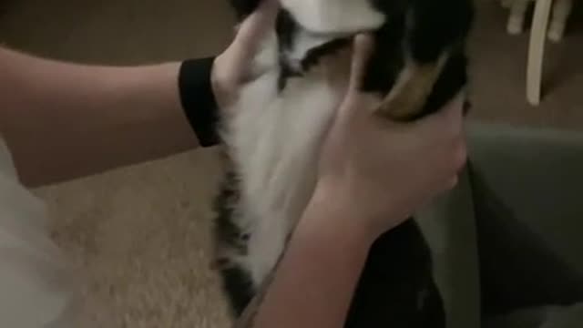 Every time my boyfriend comes home, Daisy waits for him to “give her a stretch