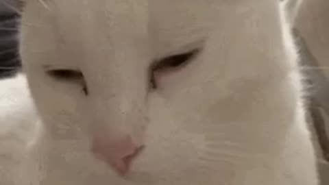 Cute Cat Gif