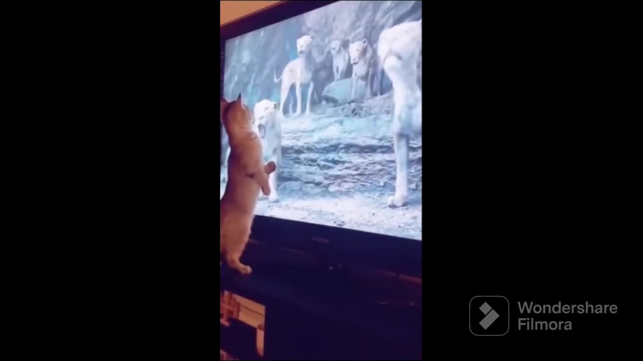Funny cat scene