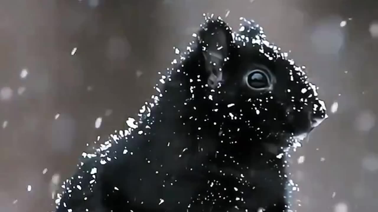 Black Squirrel In Winter