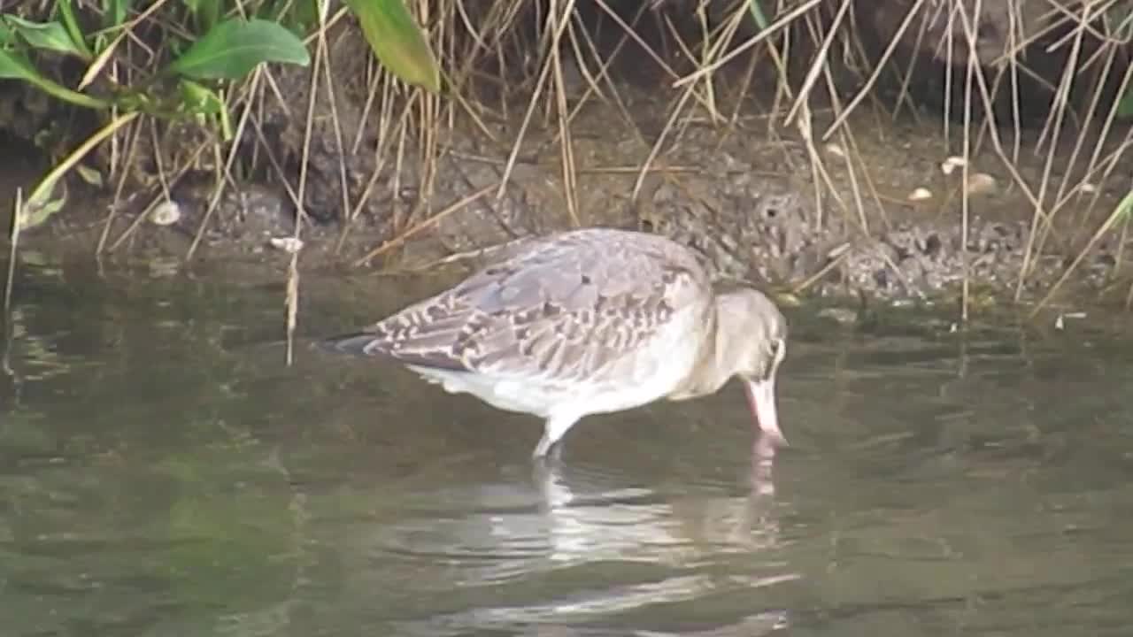 Black-tailed Godwit - part 3. Aldeburgh Marshes, Suffolk, UK.