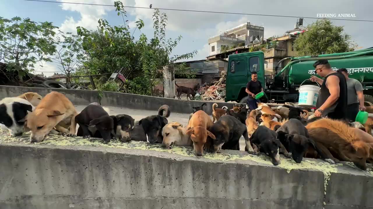 Doggy ko Aise khana khiyaya jata h