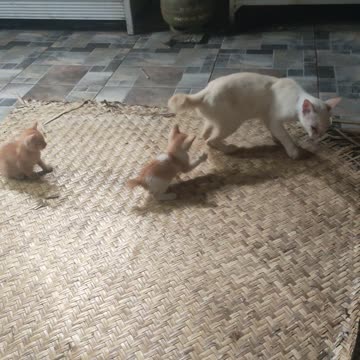 Kitten playing with its mother