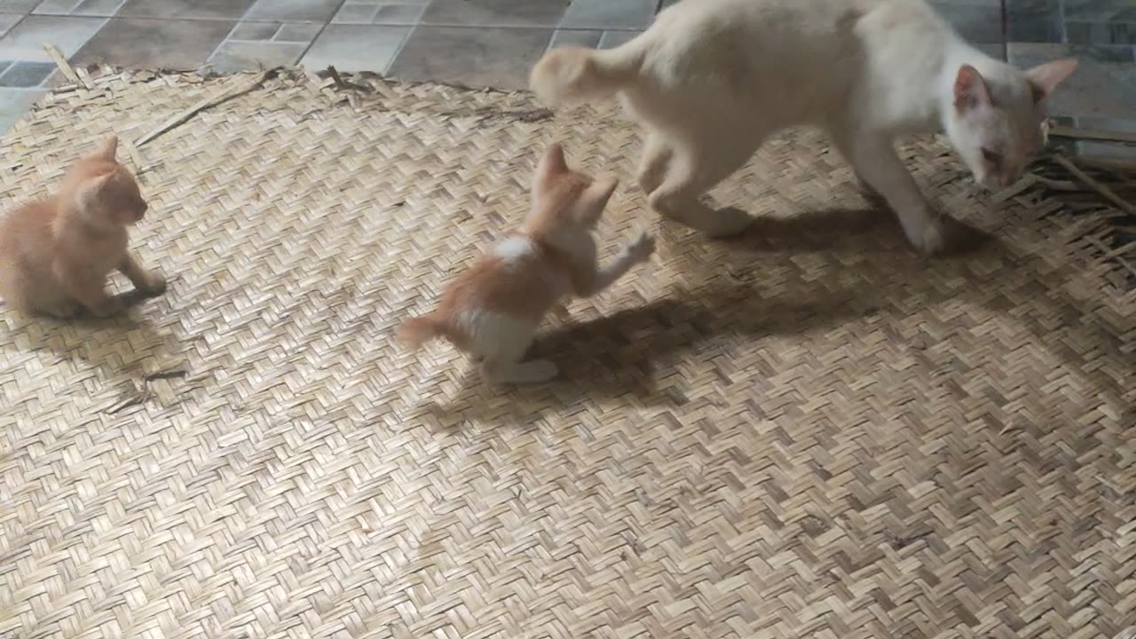 Kitten playing with its mother