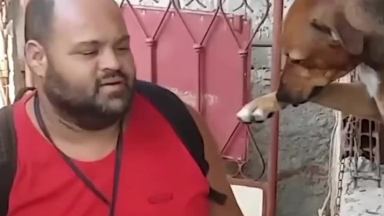 Funny animals video animals funny video #trending #funny