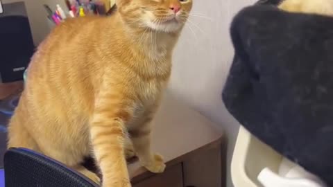 "Whiskers and Wonders: A Day in the Life of Adorable Cats"