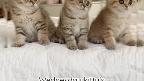 wednesdaykittens dance😸😸😸