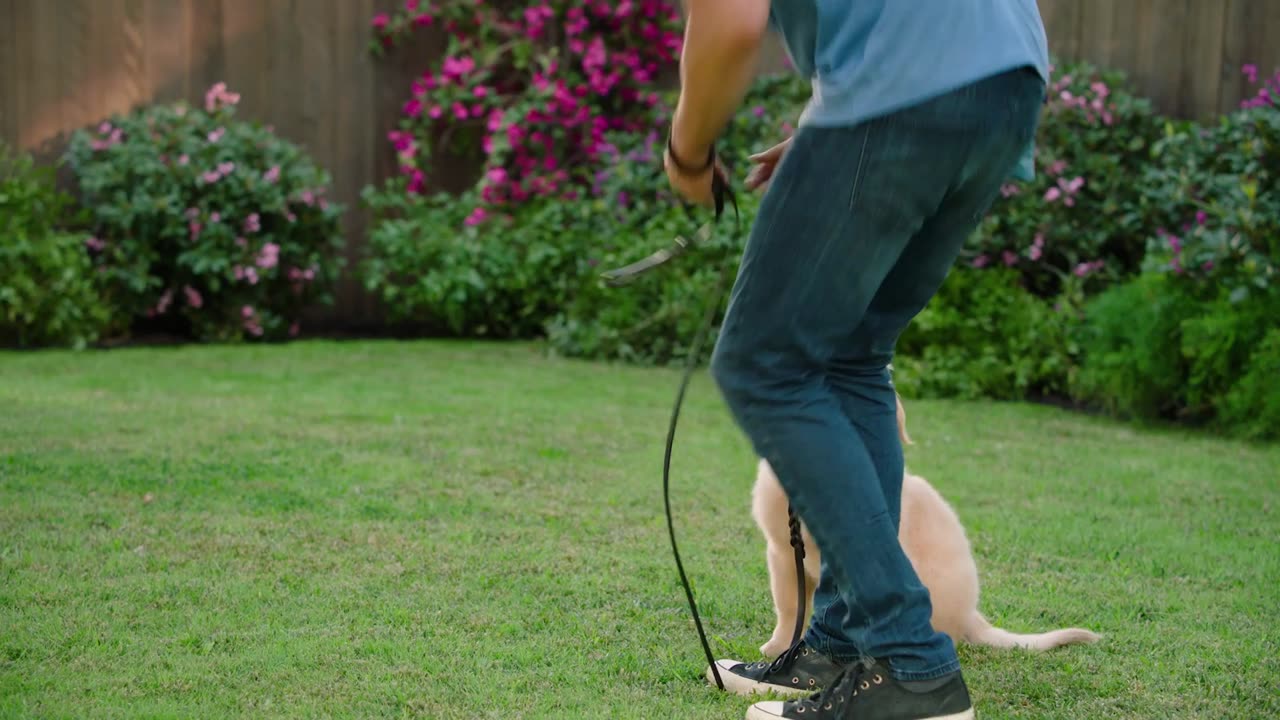 Brandon McMillan Teaches Dog Training