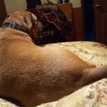 Hannah Joy and the Chicks