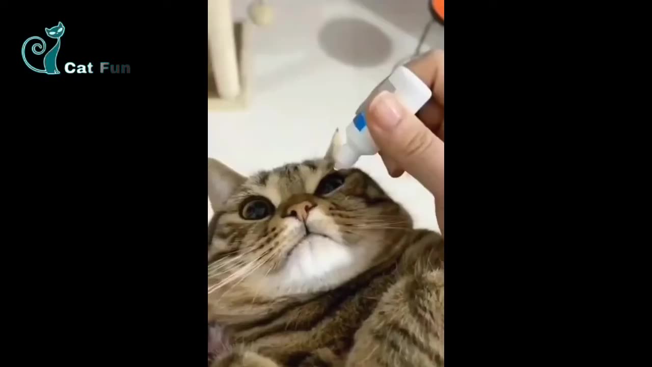 CATS ARE SO CUTE