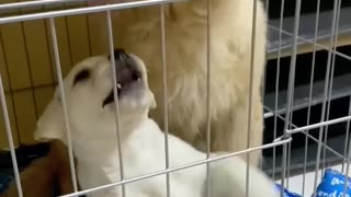 Cute funny Pets