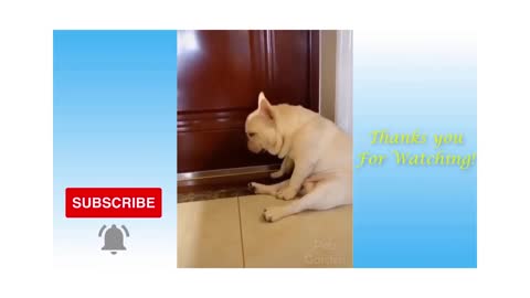 Try Not To Laugh - Cute and Funny Pet Animals - Part