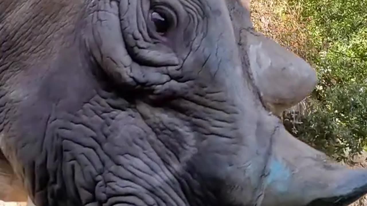 Best squishes for a gourd Monday#rhino #fruit #asmr #animals