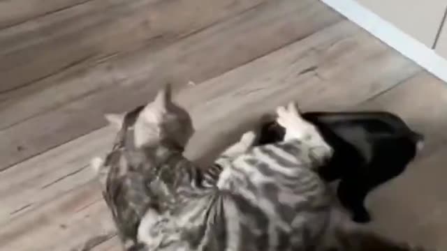 😼Cats and dog😈