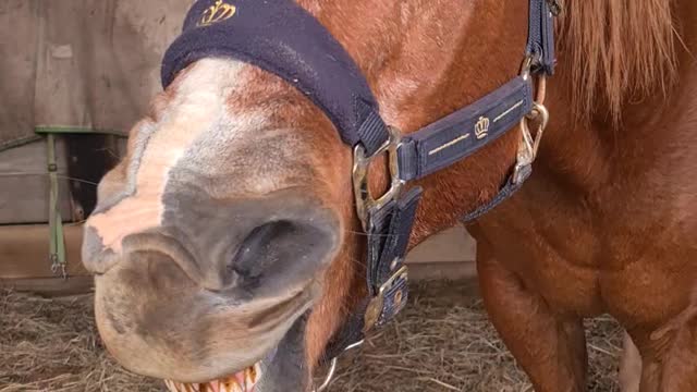 Horse facial acupuncture