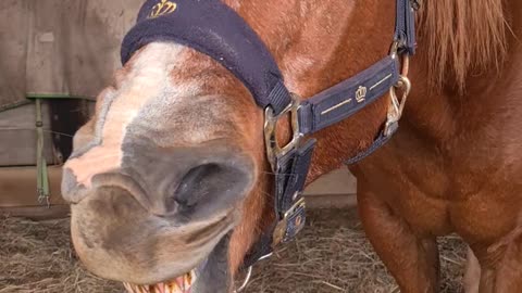 Horse facial acupuncture