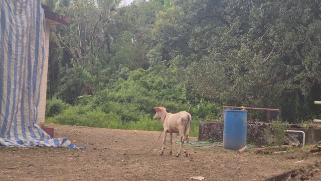 Boy Chases a Calf