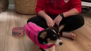 Corgi Tries on Life Jacket