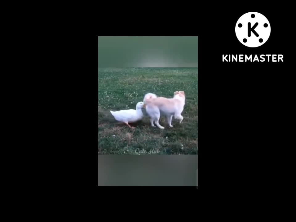 Cute dog funny scene