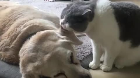 Cat:Don't sleep. Get up and play with me