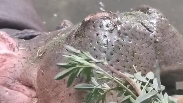 The introverted hippo