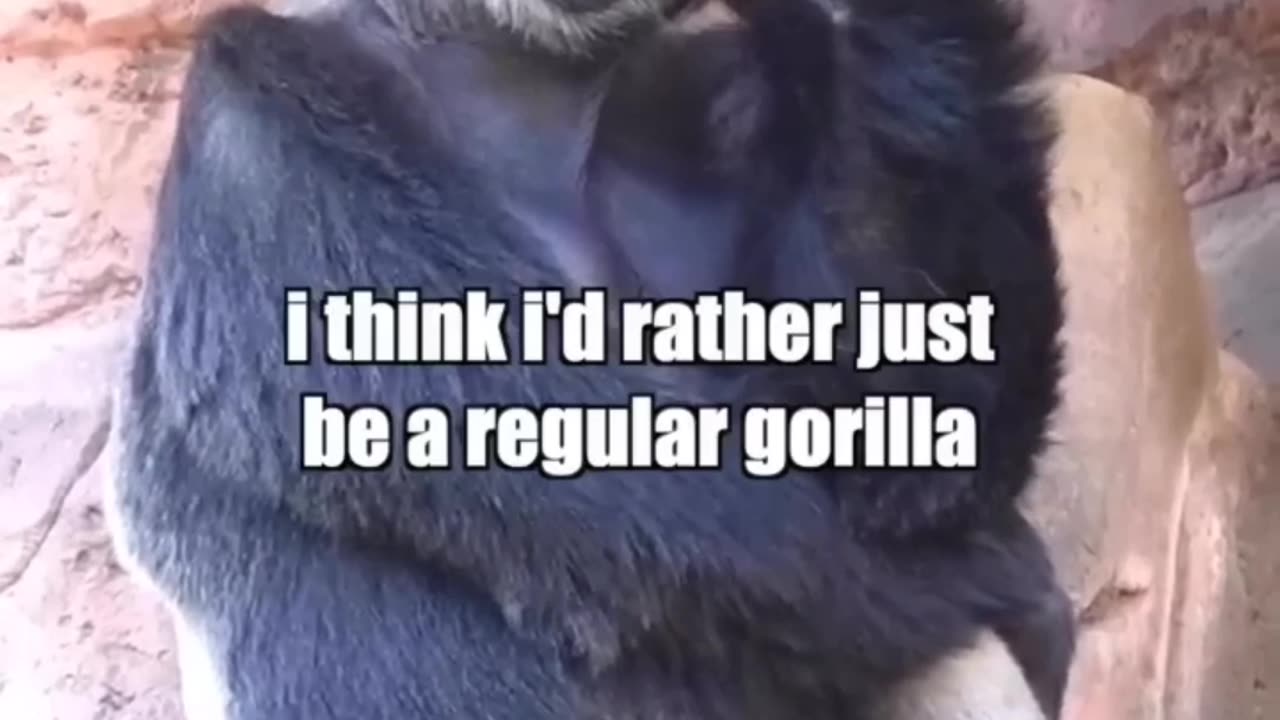 Gorilla_Thoughts_part1