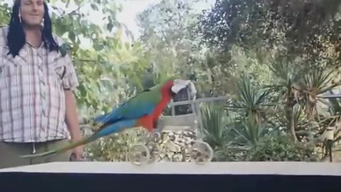 Funny birds