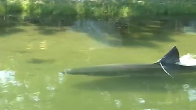 Shark in Massachusetts River