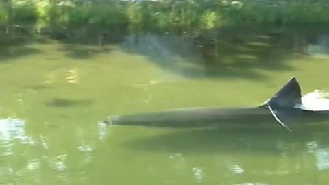 Shark in Massachusetts River