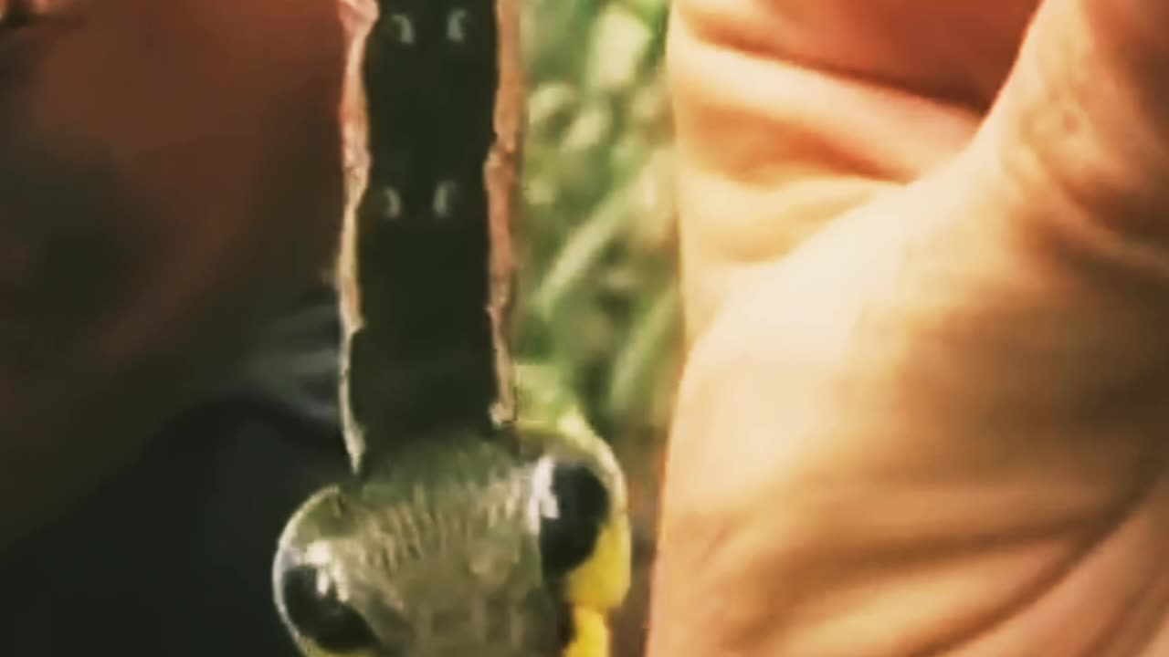 THIS Is A NOT SNAKE