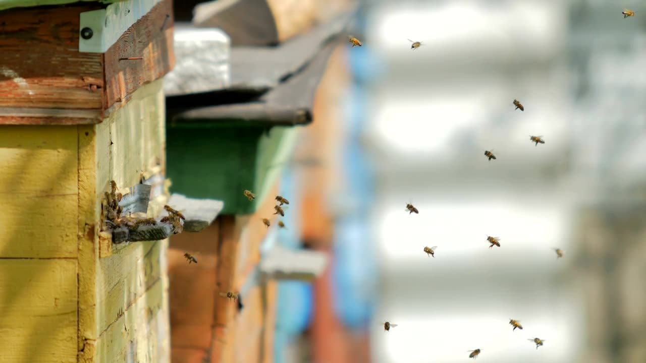 Bees flying on a poultry farm