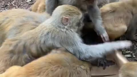 🐒 monkeys attack on snakes