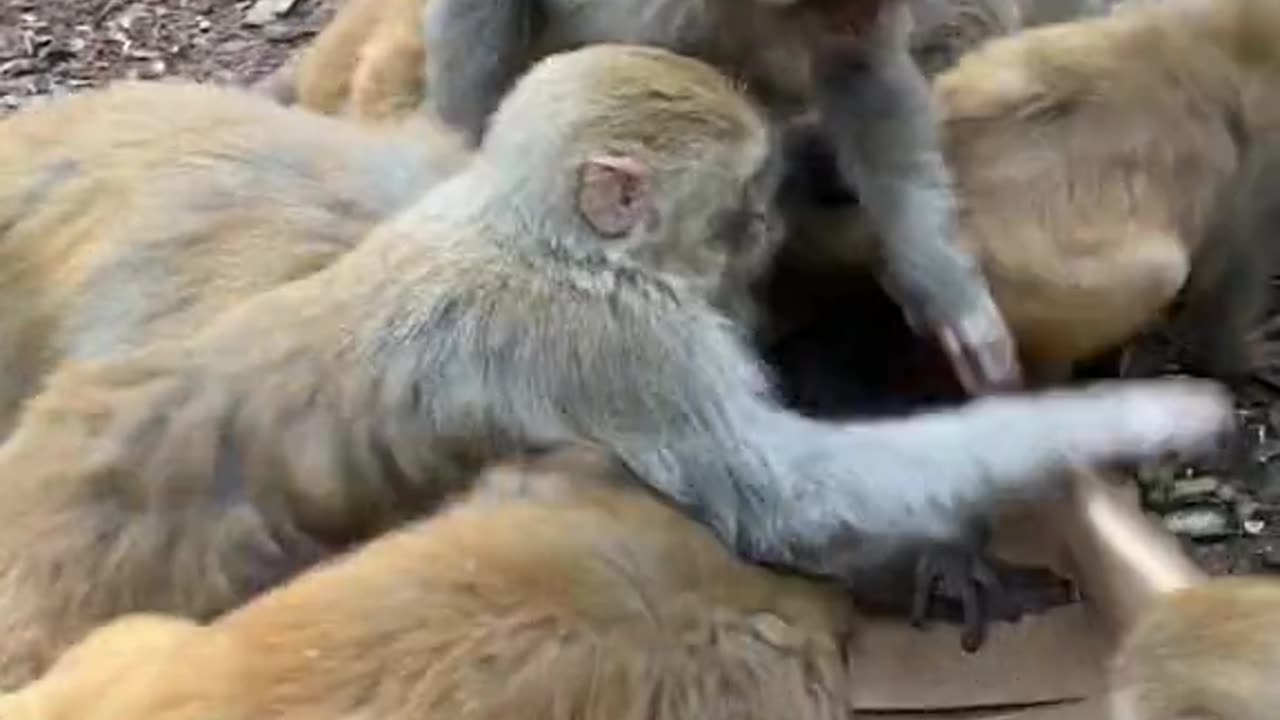 🐒 monkeys attack on snakes