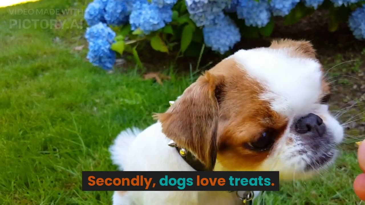 3 Things Dogs Love: Play, Treats, and Affection