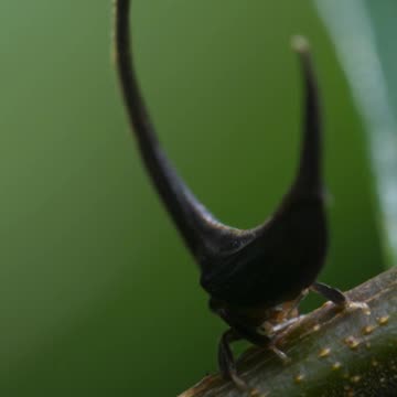 A bug fashion show 🪲 #PlanetEarth3 #Treehoppers