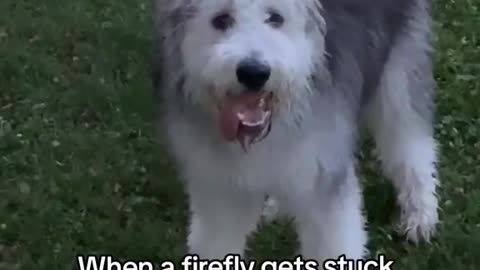 CanineGenius💡😂
